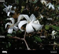 Image result for Ancylobothrys