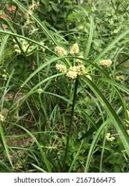Image result for Cyperus tenuiculmis