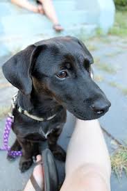 Black And White Dachshund Mix Big Head Pitbull Terrier Dogs Black Dachshund