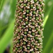 Image result for Calamus deerratus