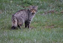 Resultado de imagen para gatos montes