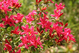 Image result for Azalea azaleas