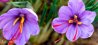 Vídeo em 4k e hd pronto para edição não linear imediata. Save Lots Of Money By Growing Your Own Saffron