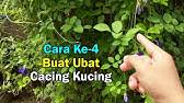 Memberikan ubat cacing (deworming) selalunya diberikan dalam jika keluarga memelihara haiwan peliharaan seperti kucing, elok setahun sekali. Buat Ubat Cacing Kucing Sendiri Dari Rumput Ini Cara Kedua Youtube