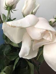 Bringing joy to your life one flower at a time. Avas Flowers Phoenix Az Florists Mapquest