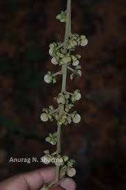 Image result for Paracroton pendulus