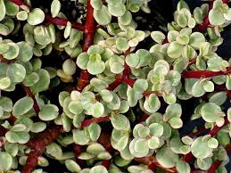 Image result for Portulacaria