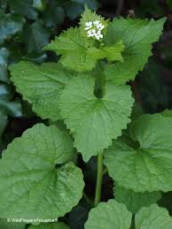 Image result for Setaria petiolata