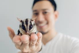 Foi lançado originalmente em junho de 2017 na loja de safiras e na garras e patinhas por 50 safiras. Petauro Do Acucar Veja Curiosidades E Como Cuidar Do Sugar Glider Guia Animal