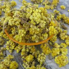 Image result for Helichrysum decorum