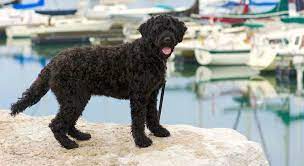 There are two varieties of coat: 5 Things To Know About Portuguese Water Dogs
