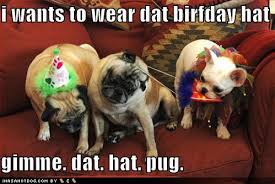 funny-dog-pictures-birthday-hats.jpg via Relatably.com