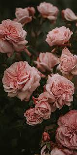 Check out this fantastic collection of pink flowers aesthetic wallpapers, with 62 pink flowers aesthetic background images for your desktop, . Pink Flowers Aesthetic Wallpapers Top Free Pink Flowers Aesthetic Backgrounds Wallpaperaccess