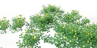 Image result for Arachis