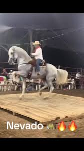 Caballos Bailadores en Tierra Caliente
