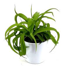 Maybe you would like to learn more about one of these? Gardens4you Buy Chlorophytum Comosum Green Bonnie Best Value For Money Gardens4you