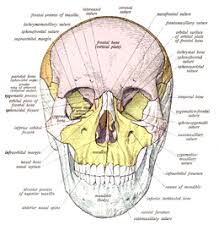 Nerves and vessels form neurovascular bundles, which may be harmed at the sites of skull openings by pathological process or trauma. Skull Wikipedia