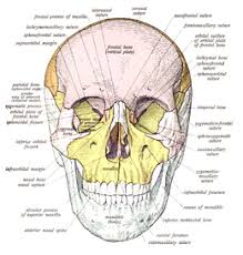 In animals, the nasal area extends much to identify human bones, examine the head, since the human skull has a unique size and shape. Skull Wikipedia