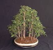 Ficus/ Fig Bonsai – Bonsai4Me