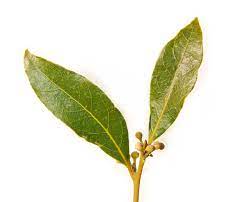 They give a tasteful flavor and aroma to any dish that they are used in, whether they are added fresh and whole or dried and crushed. Bay Leaf Wiktionary