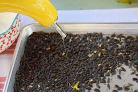 When seeds are fully ripened and just beginning to loosen from the head, cut the stem about one inch (2.5 cm.) below the head. How To Harvest Sunflower Seeds For Planting Roasting And Feeding Birds American Meadows
