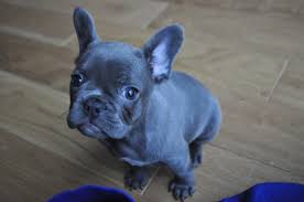Teacup french bulldogs make perfect companion dogs because of their ability to love and be loyal quickly. The Blue French Bulldog 12 Things To Know About This Amazing Dog