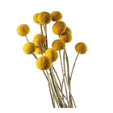 30 Stems Pcs Dried Natural Craspedia Flowers Billy Button Https Www Amazon Com Dp B0751964dx Ref Cm Sw R Pi Dp U X R Billy Buttons Dried Flowers Craspedia
