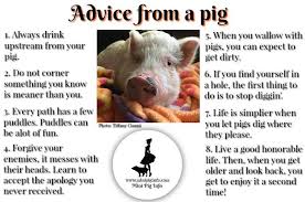 Advice From A Pig Pet Pig Care Cute Baby Pigs Pet Pigs