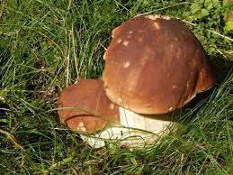 I funghi porcini si presentano con un grande cappello marrone che può raggiungere i 35cm di diametro e i 3kg di peso; Come Pulire I Funghi Porcini Le Super Brise Trentine Ortaggi Che Passione