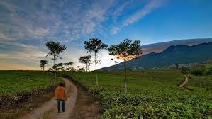 Wisata kemuning taman bintang taman bintang kabupaten karanganyar jawa tengah taman bintang kemuning kebun teh. Kebun Teh Kemuning Rute Htm Lokasi Dan Fasilitas Update Pengetahuanmu