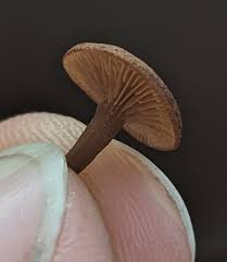 Image result for Mushroom 1971 AC Cars