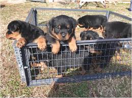 Maybe you would like to learn more about one of these? German Rottweiler Puppies For Sale San Antonio