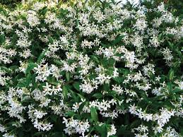 Il punto vendita bianchi fiori e piante di poggibonsi, in provincia di siena, è la soluzione che fa per voi. Fiori Profumatissimi Bianchi
