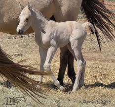 Image result for Medium Buckskin 1989 Colt