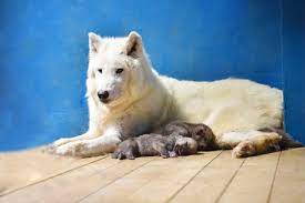 华北首次人工繁育五只北极狼崽在天津海昌诞生