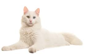 Hewan yang lucu, cantik dan imut menjadikan memeliharanya menjadi rileks dan tersenyum. Hewan Peliharaan Yang Lucu Mudah Dipelihara Di Rumah Pet House