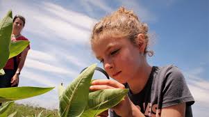 Fireflies in action at Nibley park