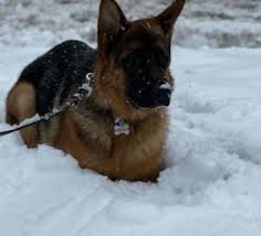 We did not find results for: 5 Best German Shepherd Breeders In Illinois 2021 We Love Doodles