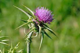 We did not find results for: How Can I Control Thistle In A Lawn Gardening Landscaping Stack Exchange