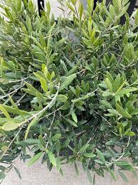 Image result for Olea