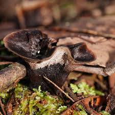 Image result for Phellodon niger