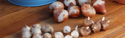 Plant bulbs close together in the pot. Planting Bulbs Right Side Up Melinda Myers