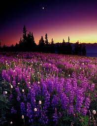 Field Of Purple Flowers Beautiful Landscapes Nature Beautiful Nature