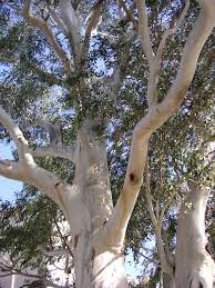 Check spelling or type a new query. Find Trees Learn University Of Arizona Campus Arboretum