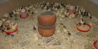 Image result for kuku picha