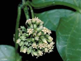 Image result for Marsdenia