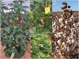 Image result for Gossypium barbadense