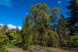 Shop now for more than 500 species of tree and shrub seeds for sale. Wych Elm Tree Lovetoknow