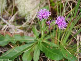 Image result for Vernonia stenocephala