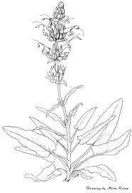 pin by gayle steffens on table flowers drawings botanical drawings leaf drawing